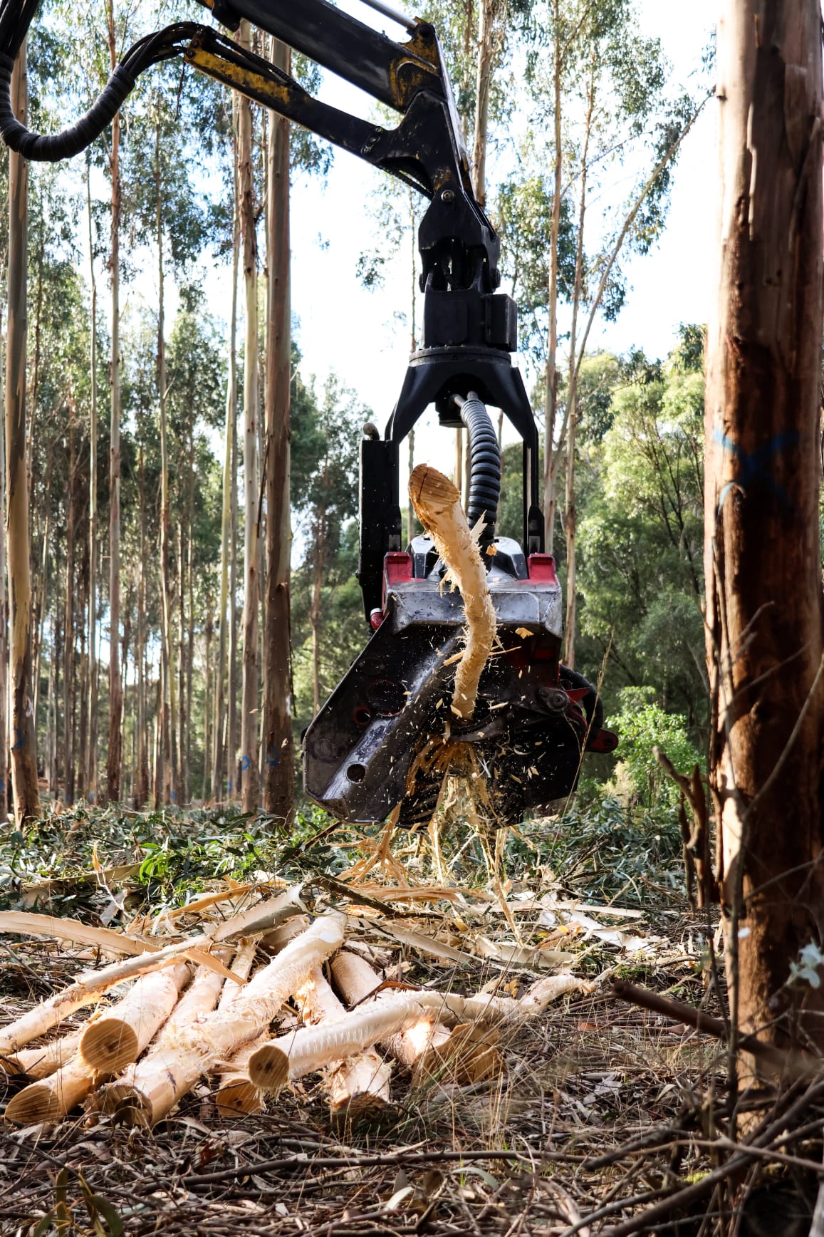 Harvesting head processing a stem in the plantation
