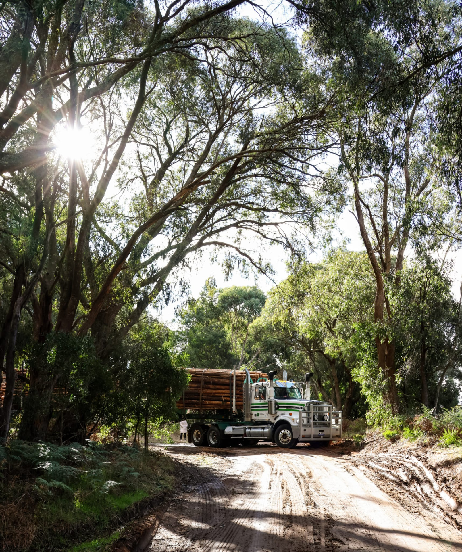 Loaded log truck on a forest track beneath a eucalypt canopy