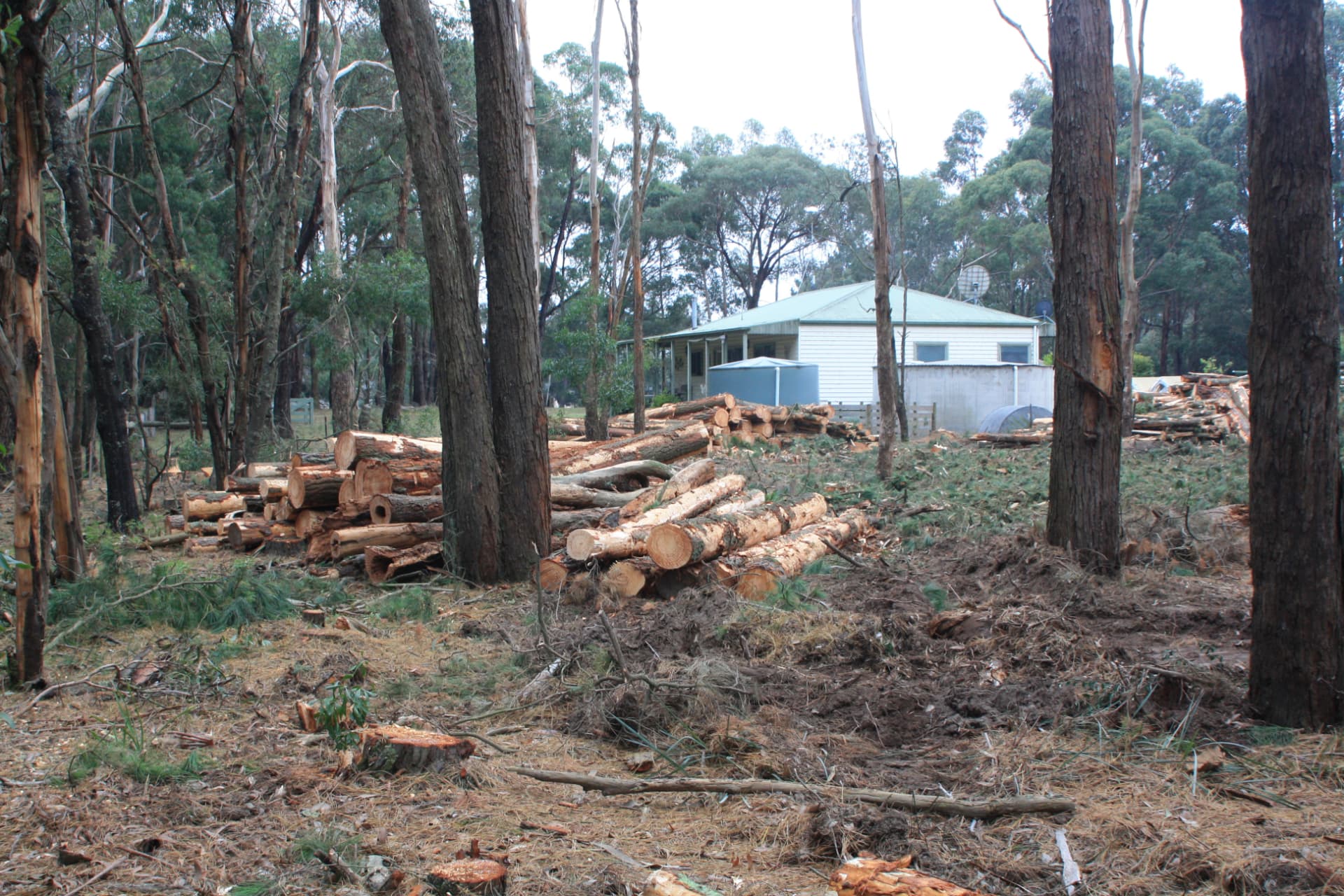 Stacked pine logs along the cleared boundary near the house