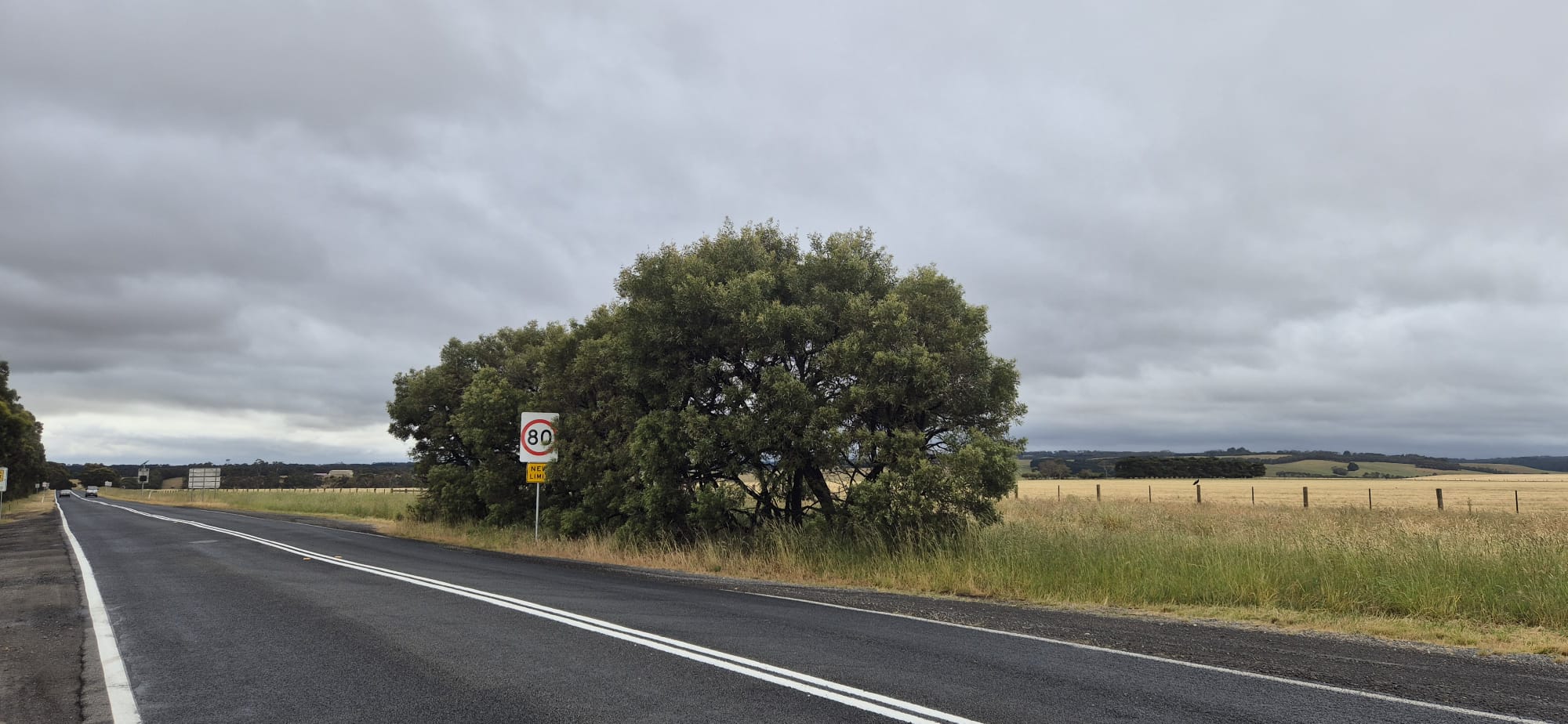 Roadside tree beside the highway speed limit sign prior to removal