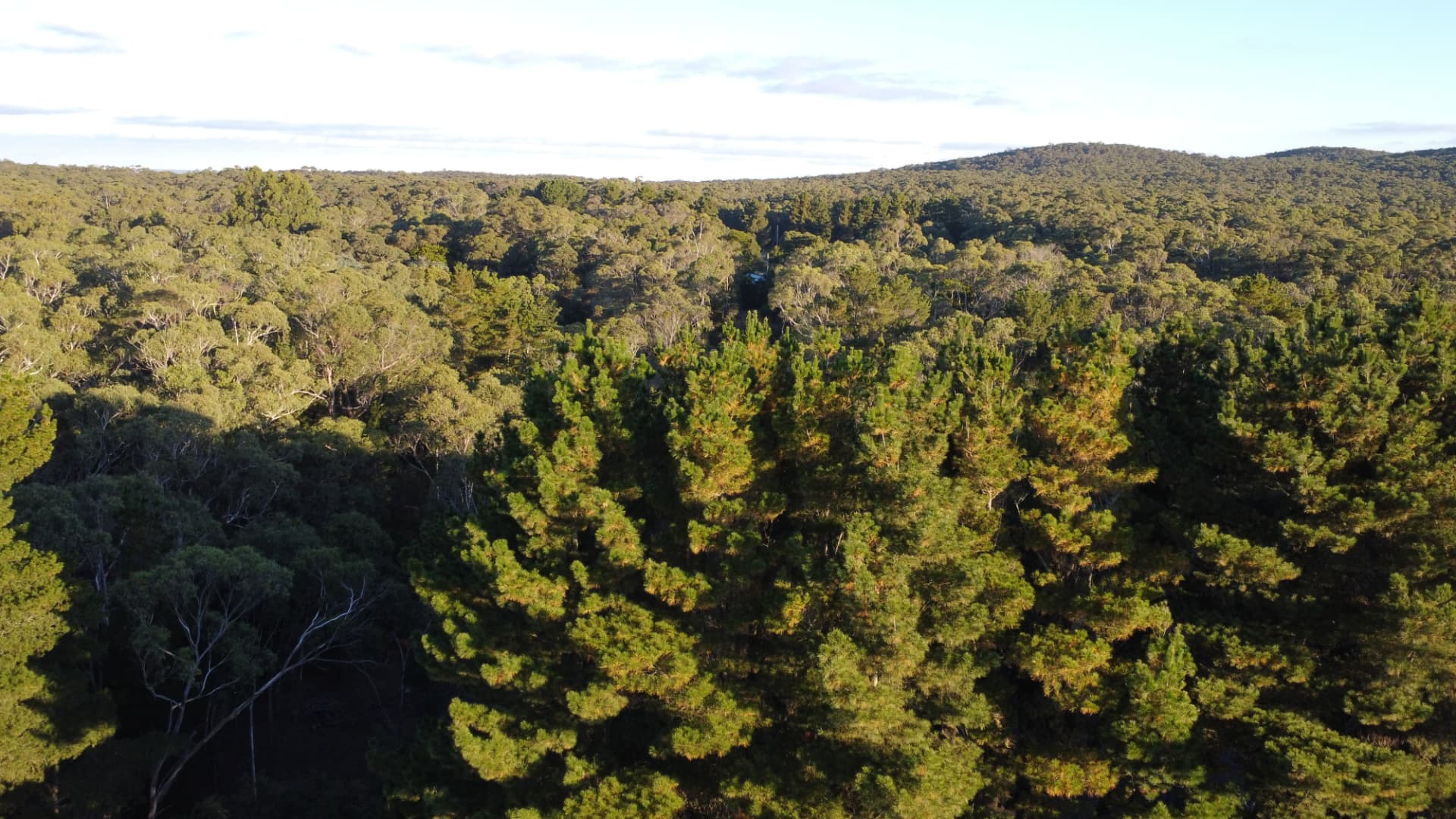 Aerial view of the remaining pine and eucalypt canopy at Lal Lal