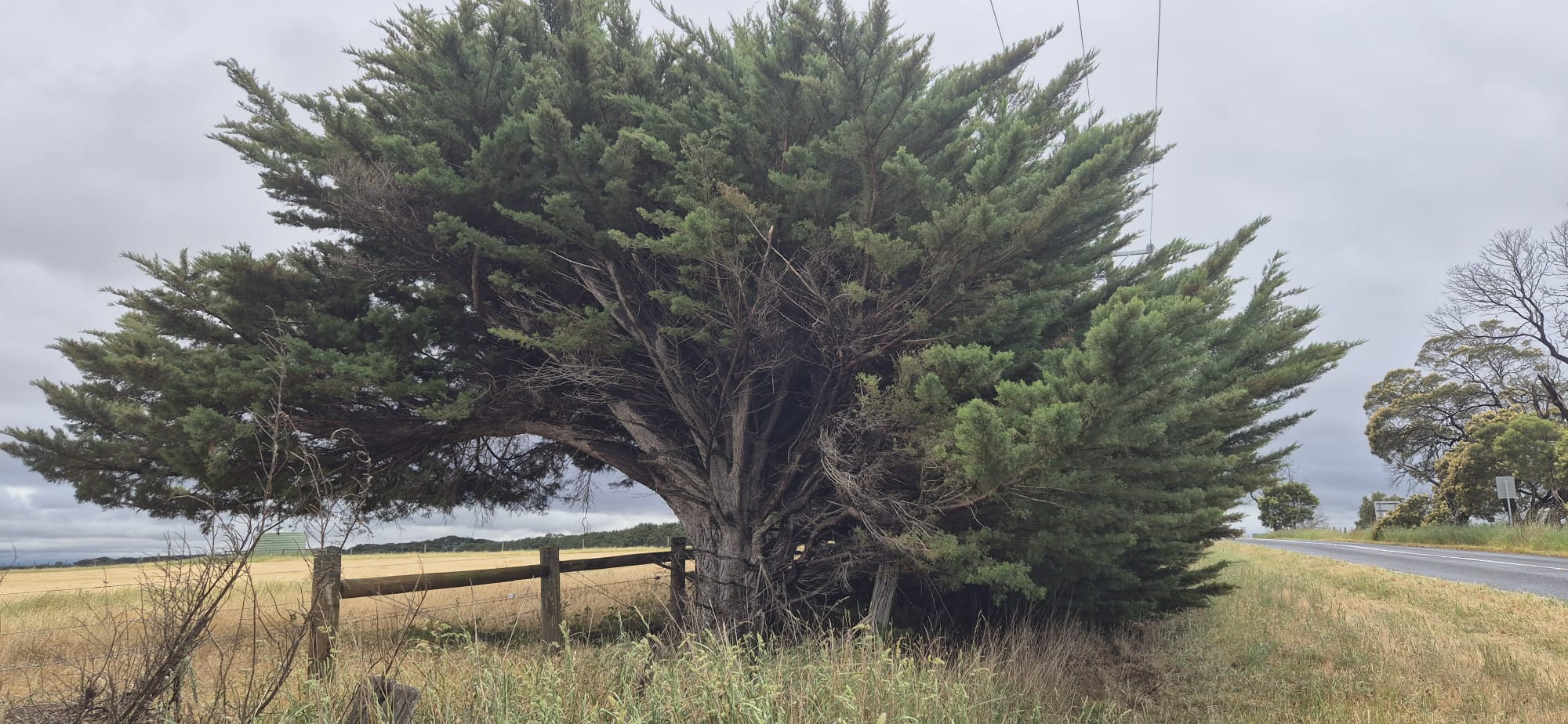 Mature cypress tree on the roadside before clearing works