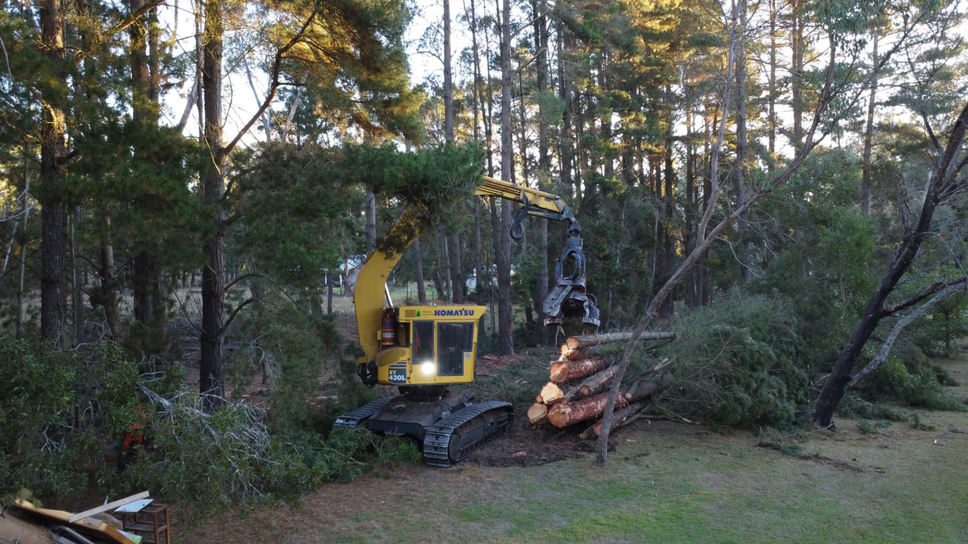 Komatsu harvester felling windbreak pines beside the property