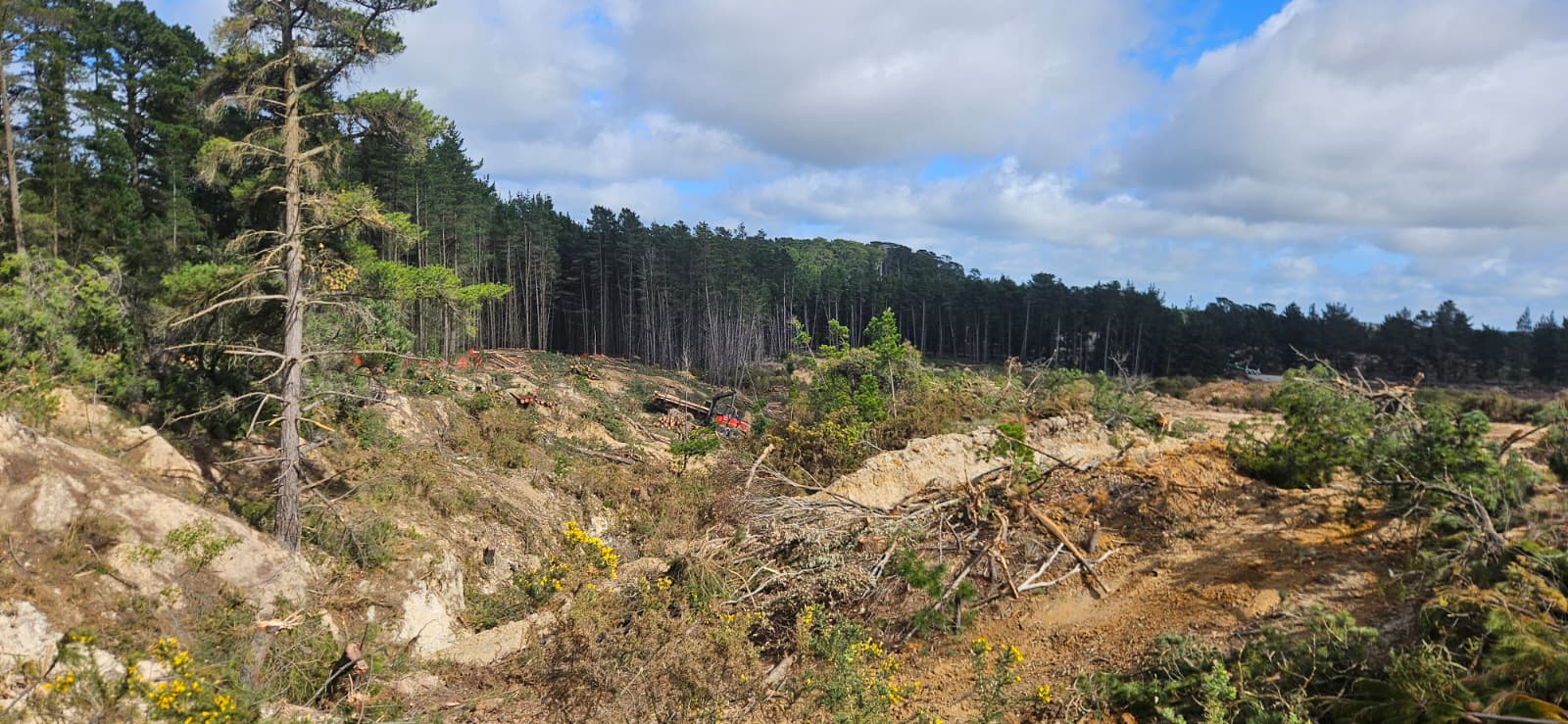 Cleared gully with mulched and stacked material