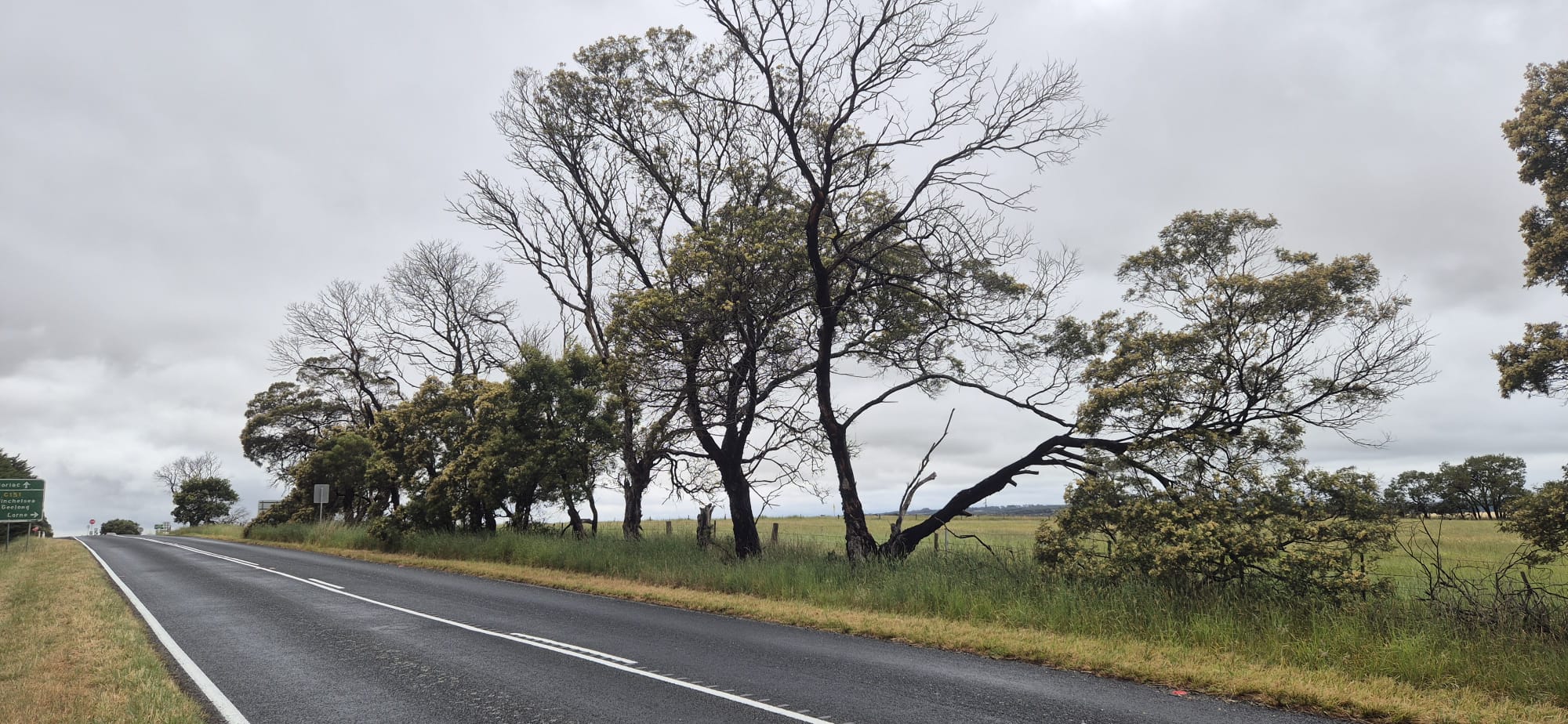 Established gums along the roadside within the clearing zone