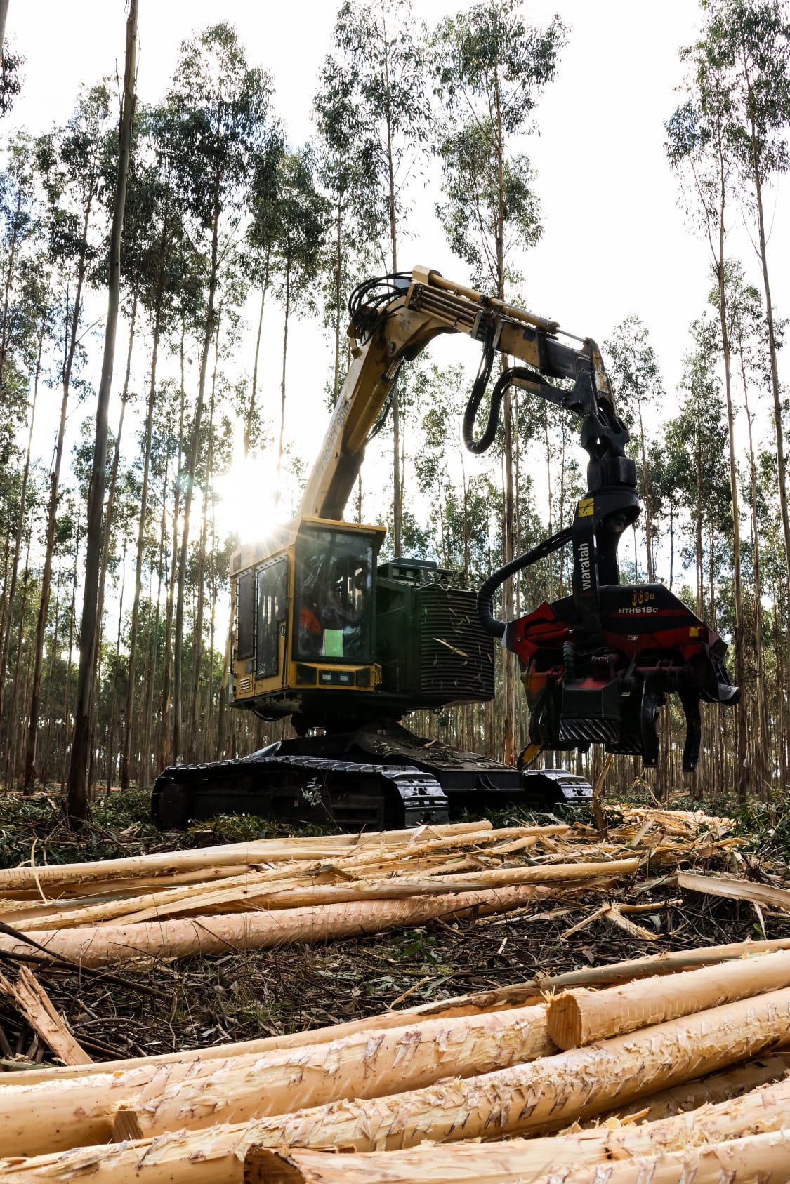 Tracked harvester working through a eucalypt plantation during thinning