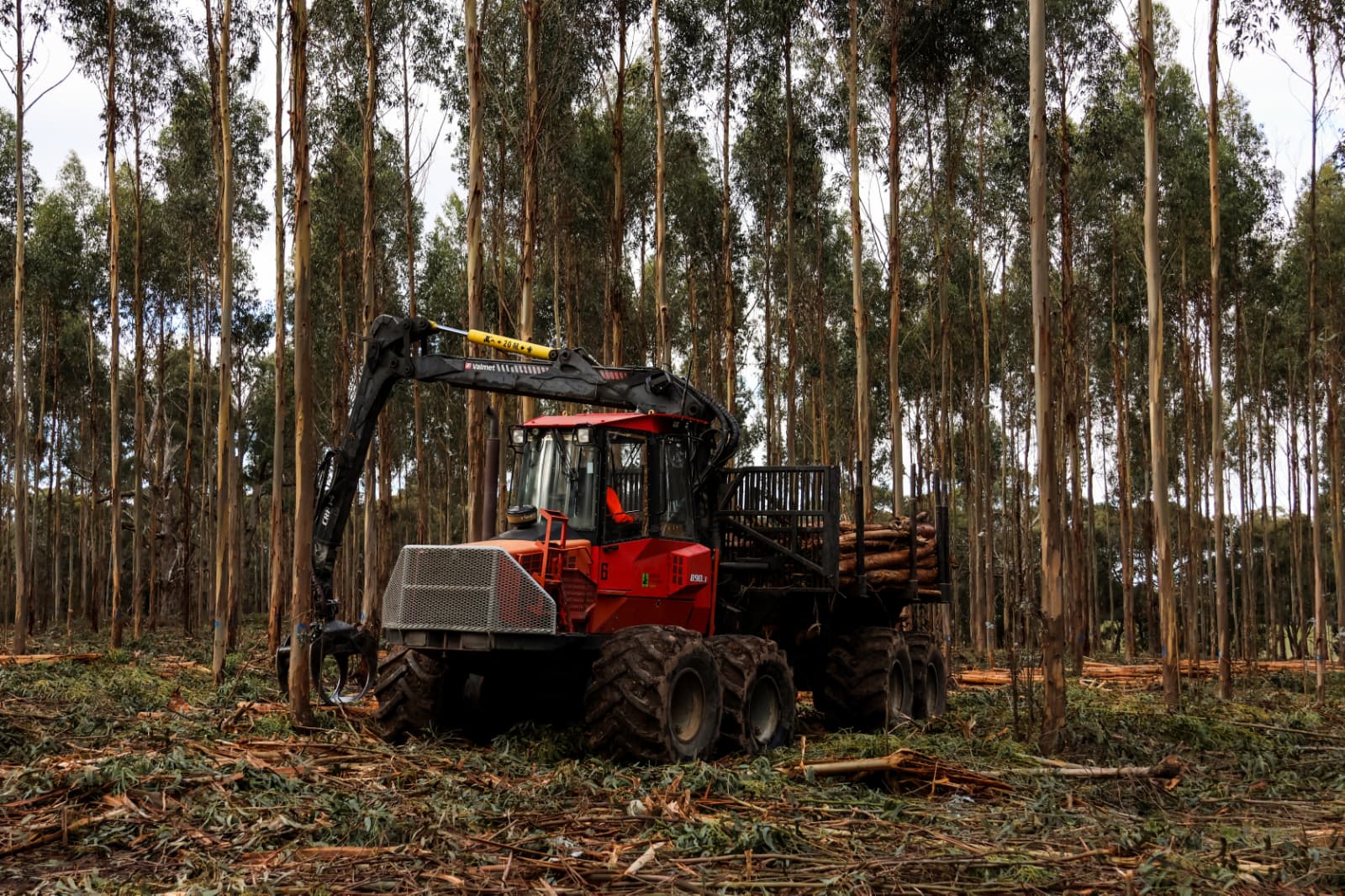 Red forwarder loaded with logs in the thinned plantation