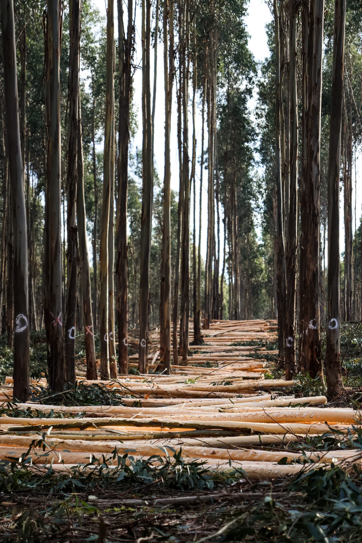 Rows of harvested logs laid out between standing plantation trees
