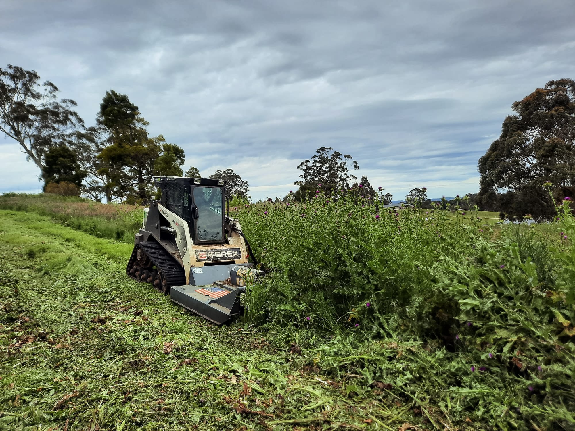 Compact track loader mulching thistle on farmland