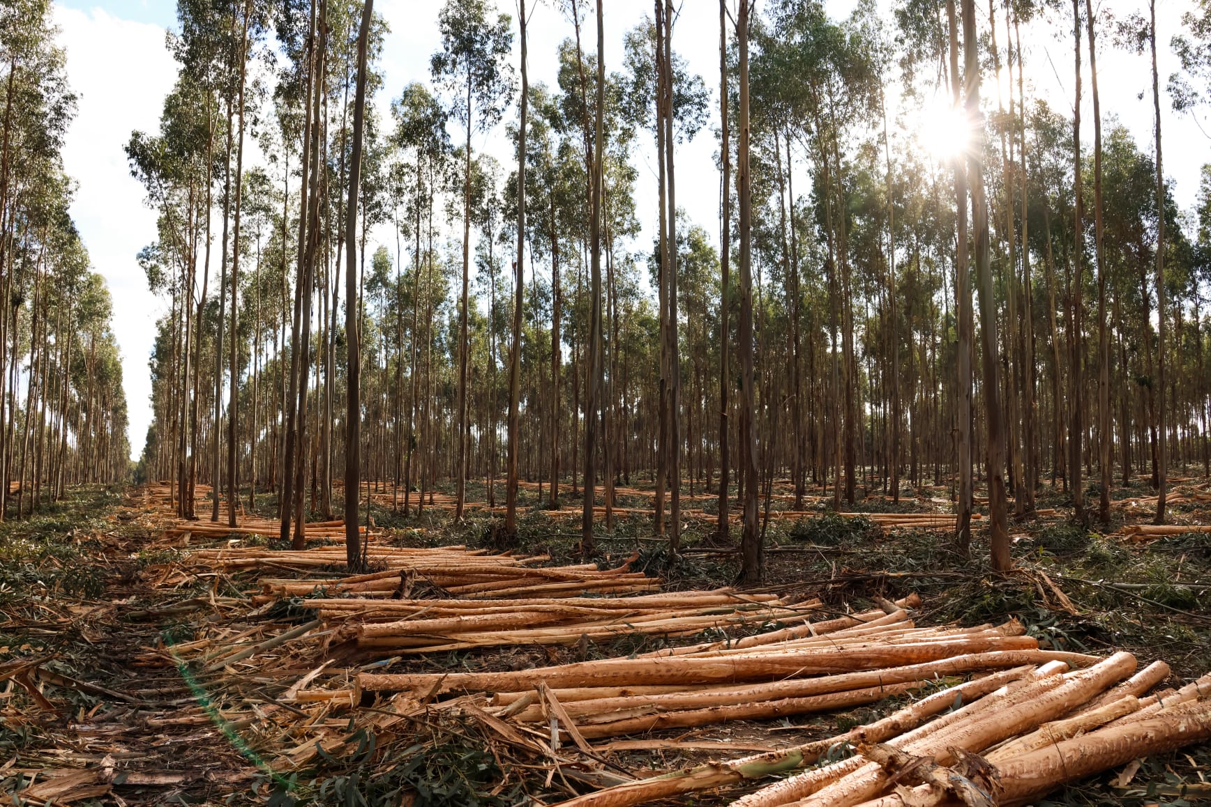 Thinned plantation stand with felled stems on the forest floor