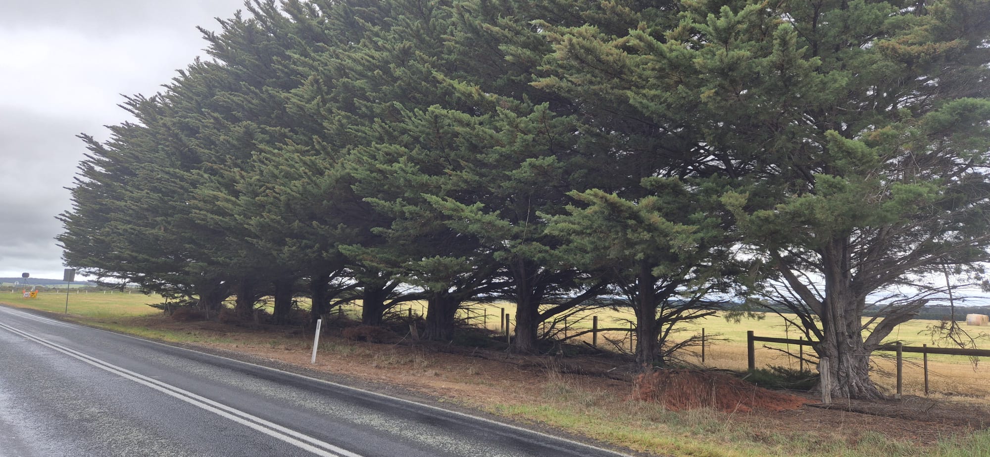 Row of cypress trees along the fence line marked for removal