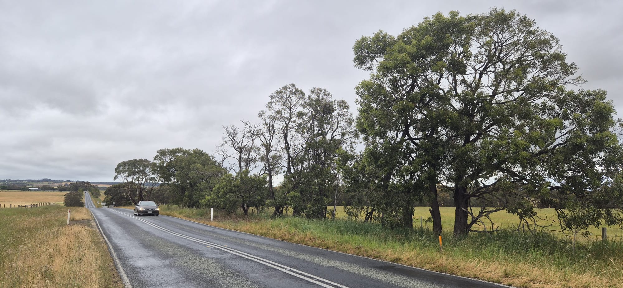 Highway approach with roadside gums within the works corridor