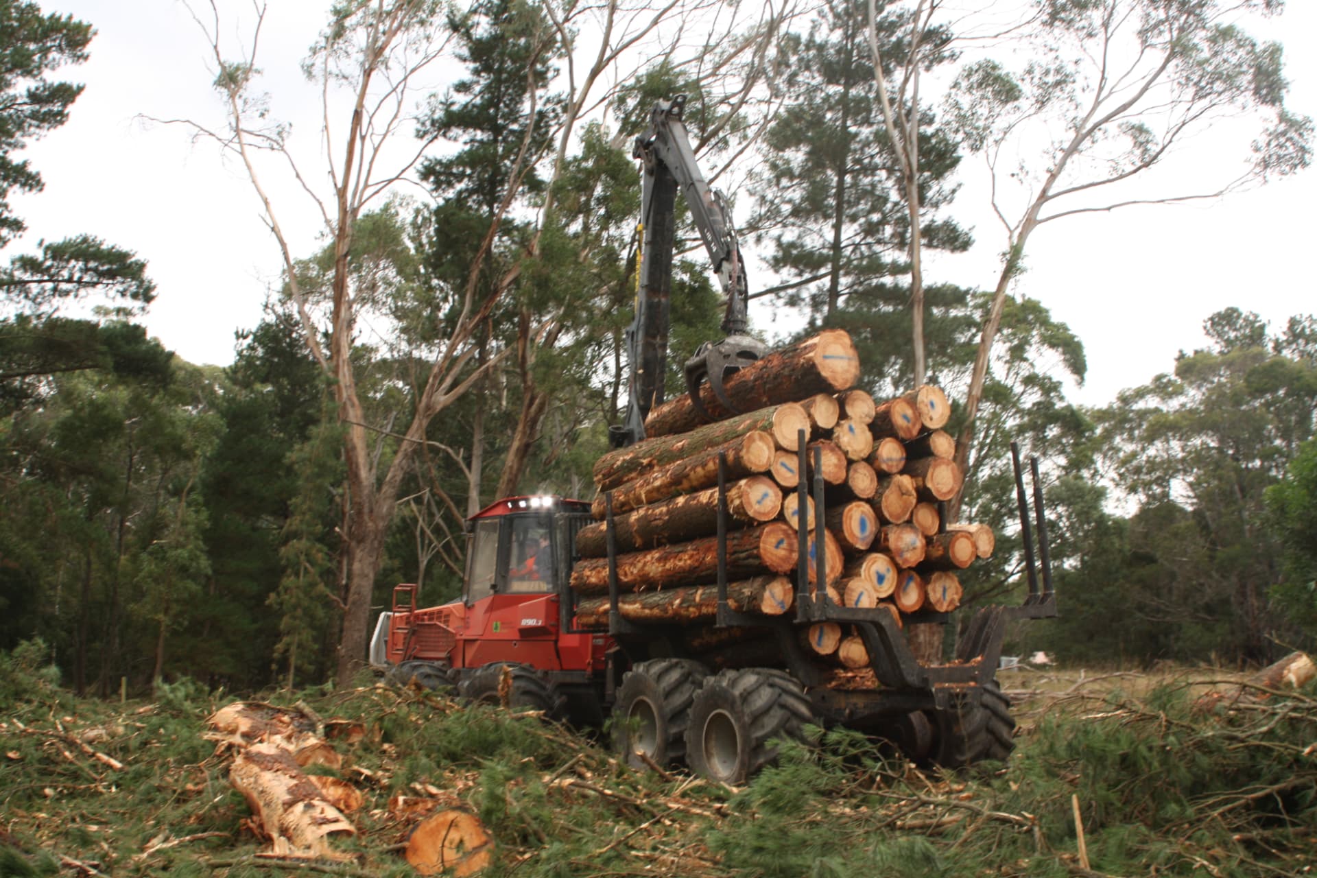 Forwarder loaded with processed pine logs on the property