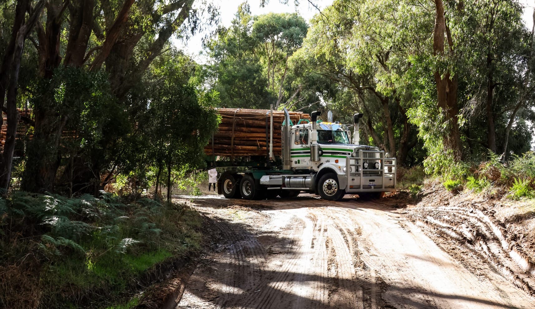Loaded log truck on a forest track beneath a eucalypt canopy
